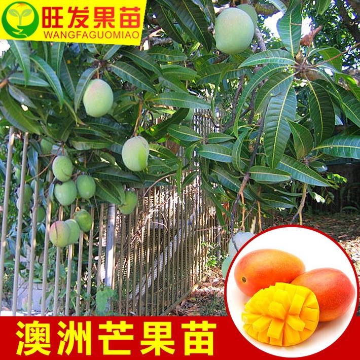 新品種澳芒芒果果樹苗批發 果大肉厚香甜南方果樹苗木南方品種