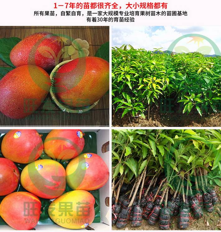 新品種澳芒芒果果樹苗批發 果大肉厚香甜南方果樹苗木南方品種