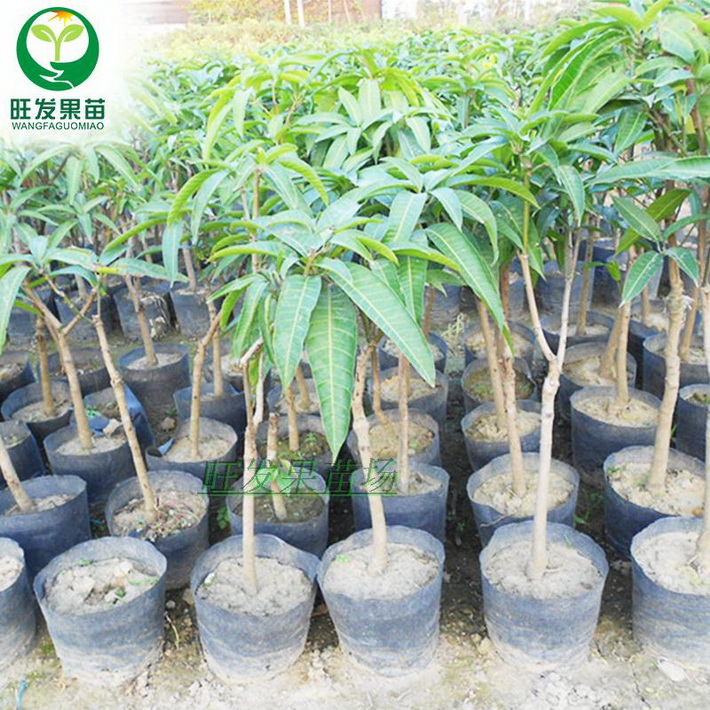 新品種澳芒芒果果樹苗批發 果大肉厚香甜南方果樹苗木南方品種