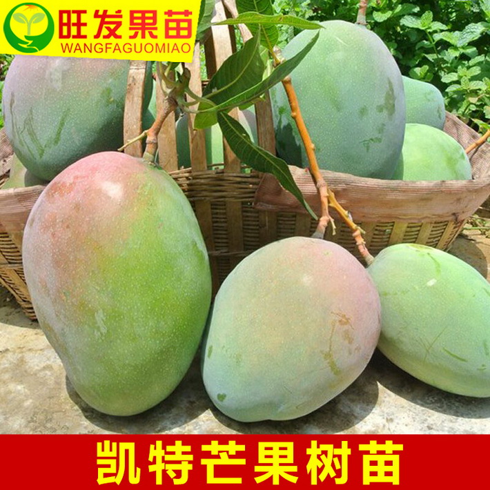 基地直銷凱特芒果苗嫁接樹苗晚熟芒果樹苗 豐產穩產現貨批發