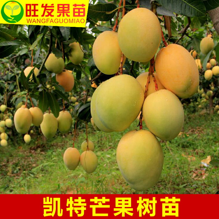 基地直銷凱特芒果苗嫁接樹苗晚熟芒果樹苗 豐產穩產現貨批發