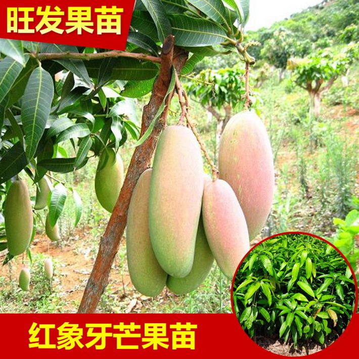 廠家直銷紅象牙芒果苗批發 嫁接芒果苗可盆栽果苗當年結果樹正品保證