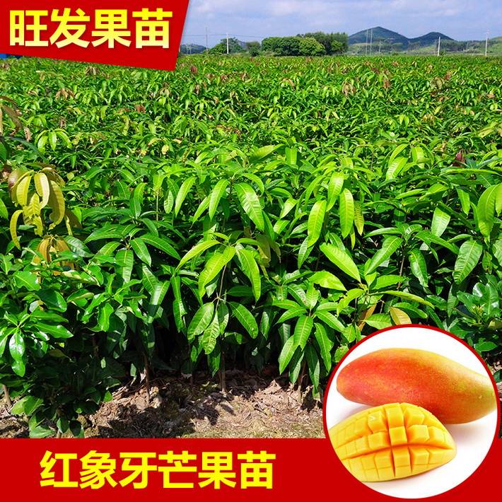 廠家直銷紅象牙芒果苗批發 嫁接芒果苗可盆栽果苗當年結果樹正品保證