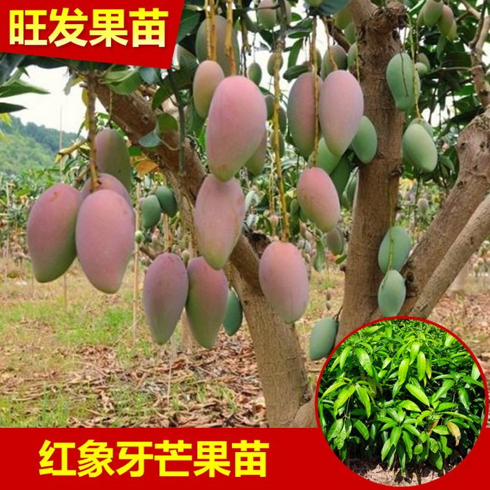 廠家直銷紅象牙芒果苗批發 嫁接芒果苗可盆栽果苗當年結果樹正品保證