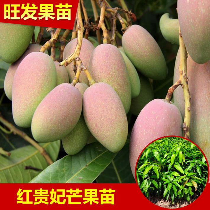 供應果樹苗紅貴妃芒果嫁接苗新品種批發 果質甜度高品種優