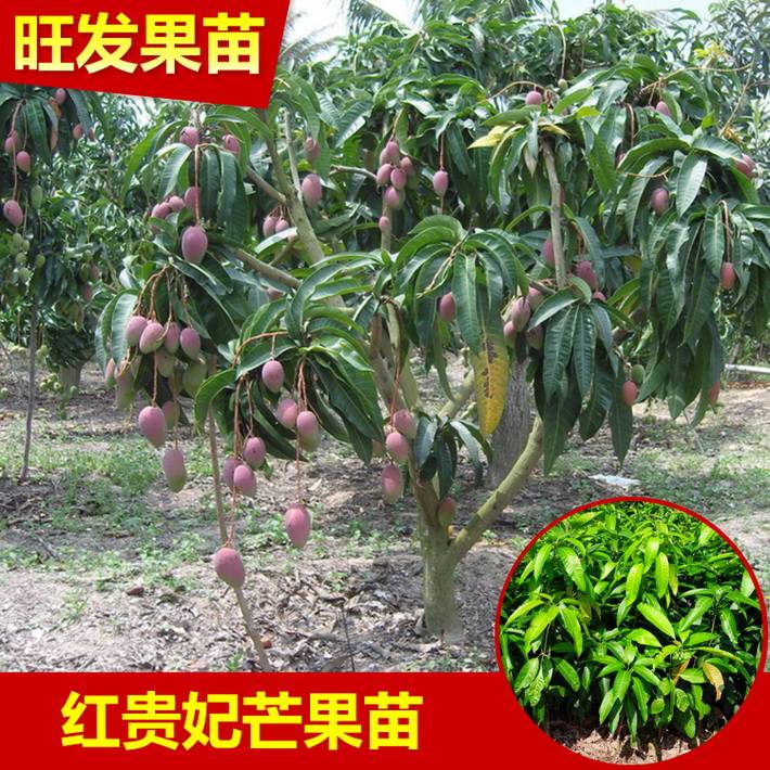 供應果樹苗紅貴妃芒果嫁接苗新品種批發 果質甜度高品種優