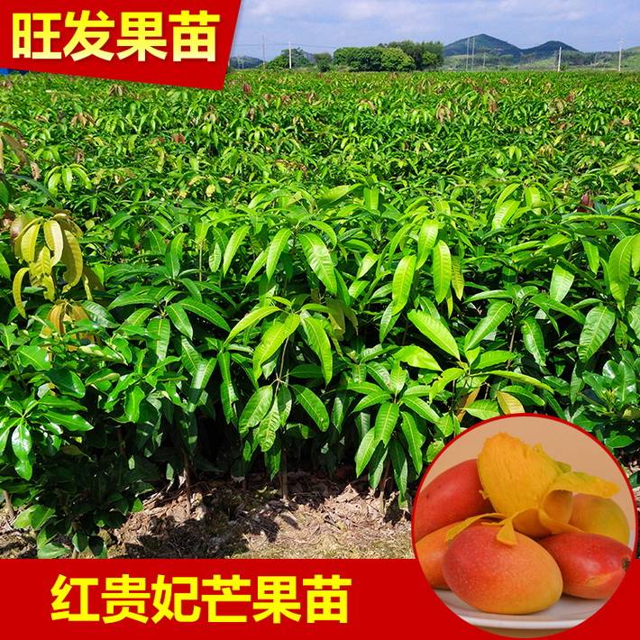 供應果樹苗紅貴妃芒果嫁接苗新品種批發 果質甜度高品種優