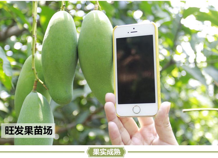 遲熟桂七芒果苗青皮芒果苗果樹苗晚熟芒果苗