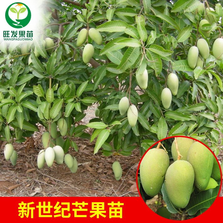供應四季芒果苗四季蜜芒果樹苗 四季開花結果 根系發達成活率高