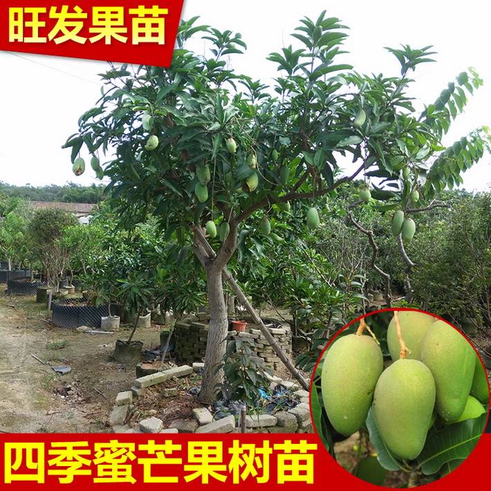 供應四季芒果苗四季蜜芒果樹苗 四季開花結果 根系發達成活率高