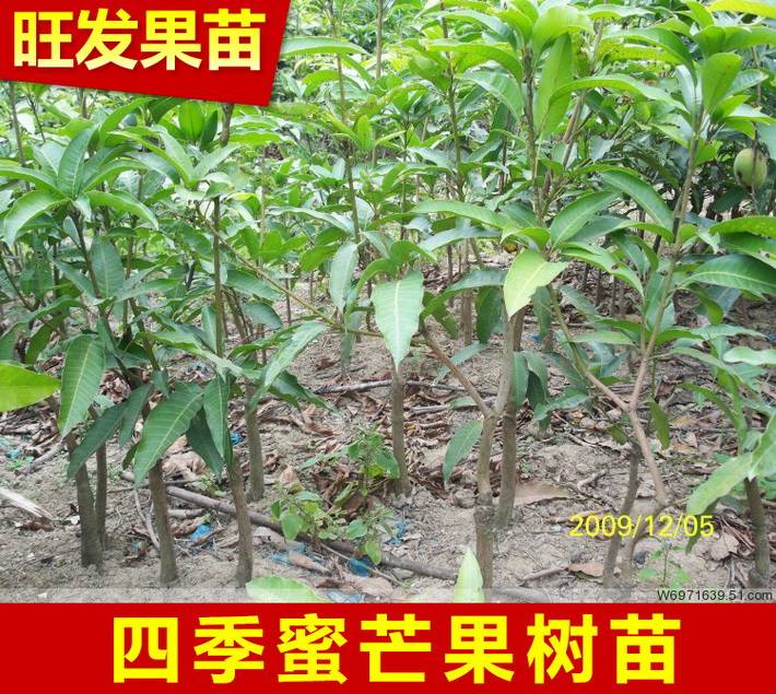 供應四季芒果苗四季蜜芒果樹苗 四季開花結果 根系發達成活率高
