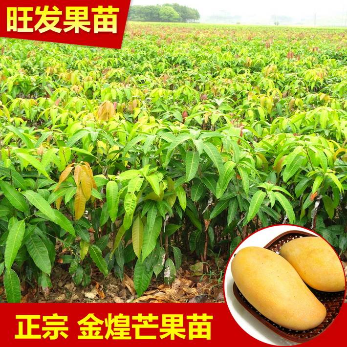 金煌芒果大果芒果之王嫁接果樹苗 可盆栽地栽基地批發直銷