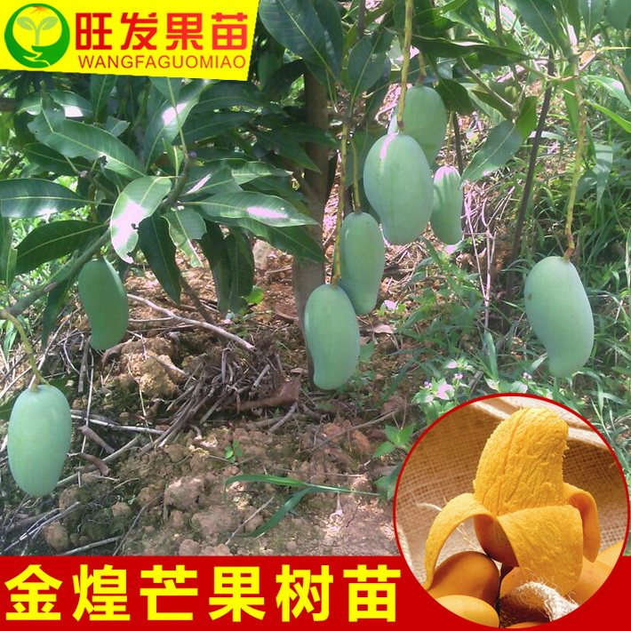 金煌芒果大果芒果之王嫁接果樹苗 可盆栽地栽基地批發直銷
