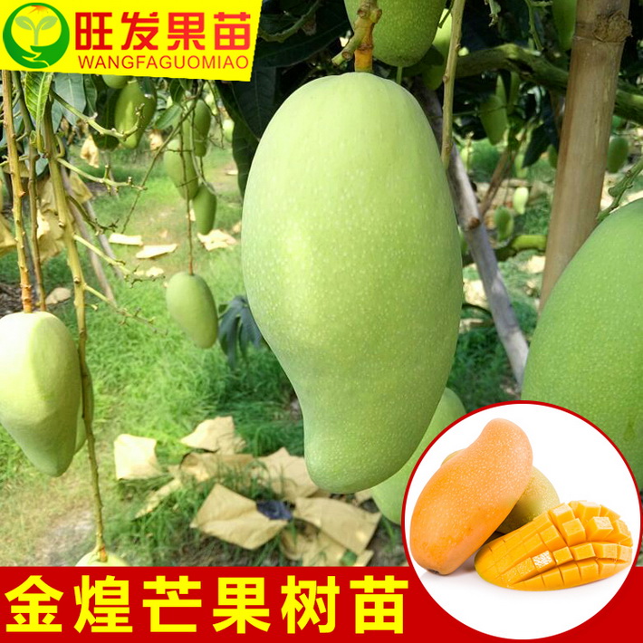 金煌芒果大果芒果之王嫁接果樹苗 可盆栽地栽基地批發直銷