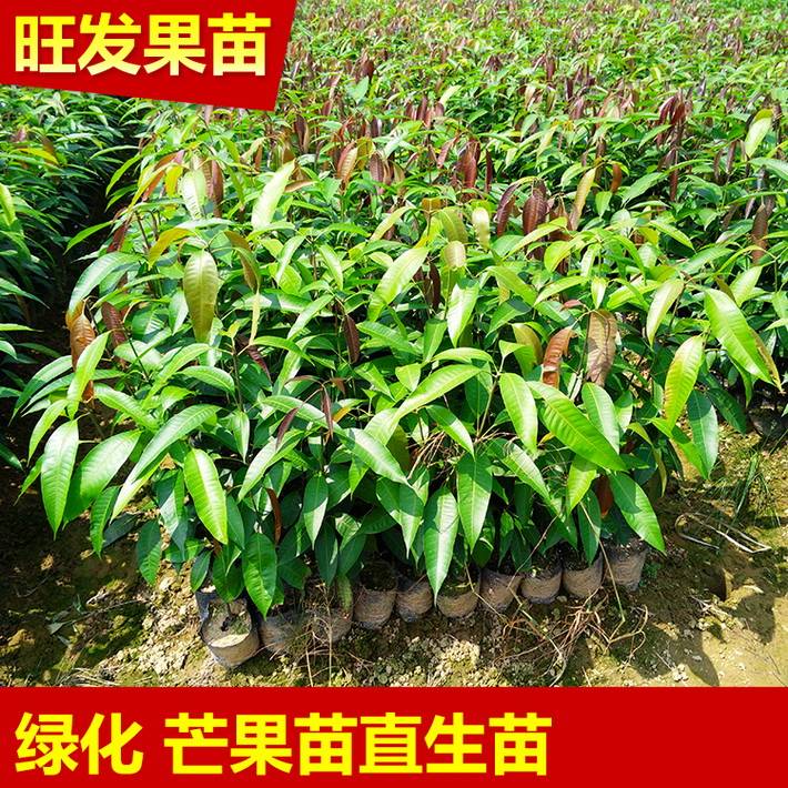 供應芒果直生苗實生苗原種苗盆栽苗袋裝苗 純正芒果苗易生長 品種齊全