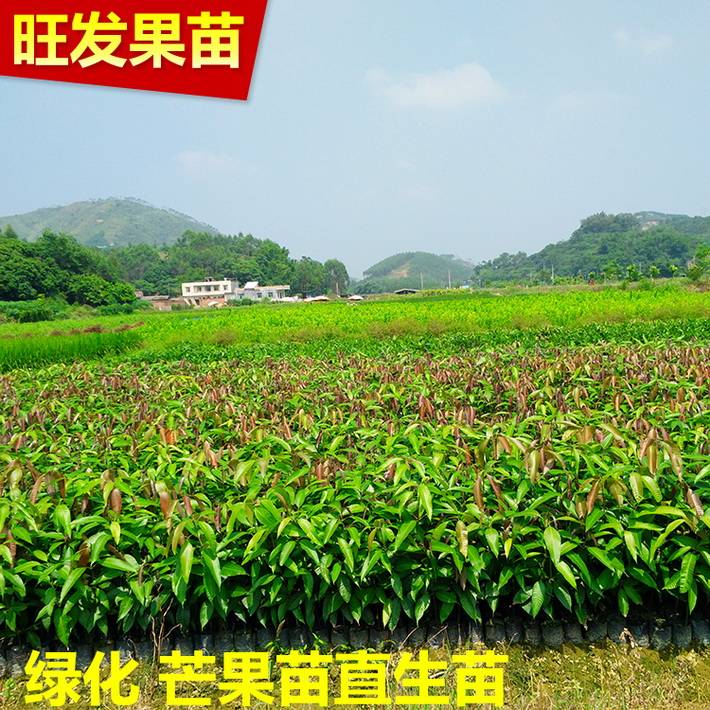 供應(yīng)芒果直生苗實(shí)生苗原種苗盆栽苗袋裝苗 純正芒果苗易生長 品種齊全