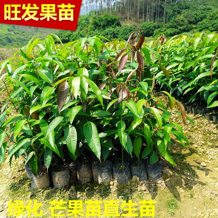 供應(yīng)芒果直生苗實(shí)生苗原種苗盆栽苗袋裝苗 純正芒果苗易生長 品種齊全