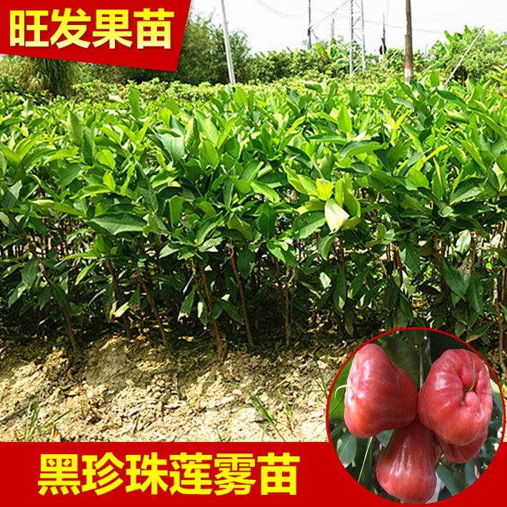 黑珍珠蓮霧果苗批發 蓮霧嫁接苗正品保證產量高易管理