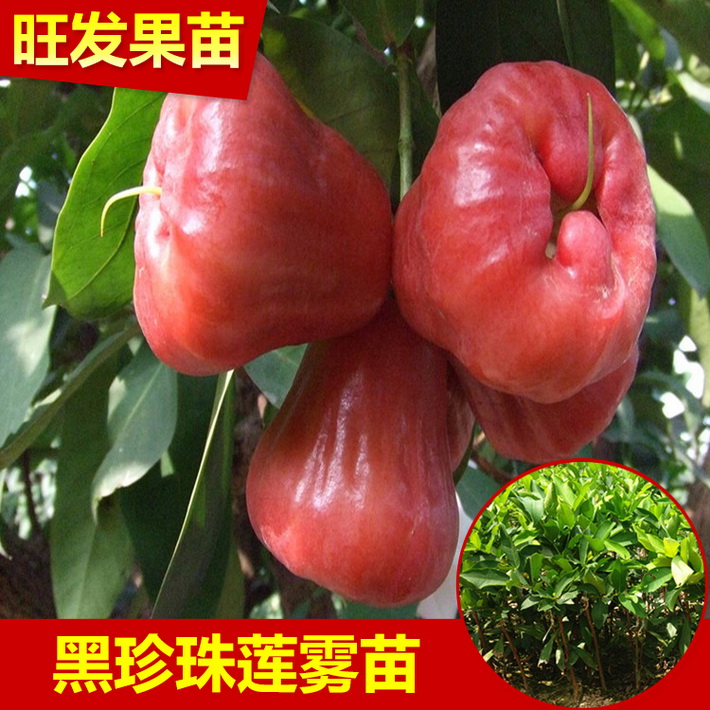 黑珍珠蓮霧果苗批發(fā) 蓮霧嫁接苗正品保證產(chǎn)量高易管理