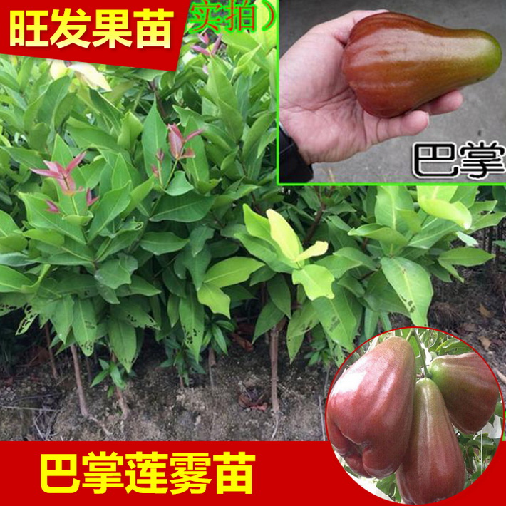 香水巴掌蓮霧嫁接果苗 廣西蓮霧苗品種純正有保證 果大植當年結果