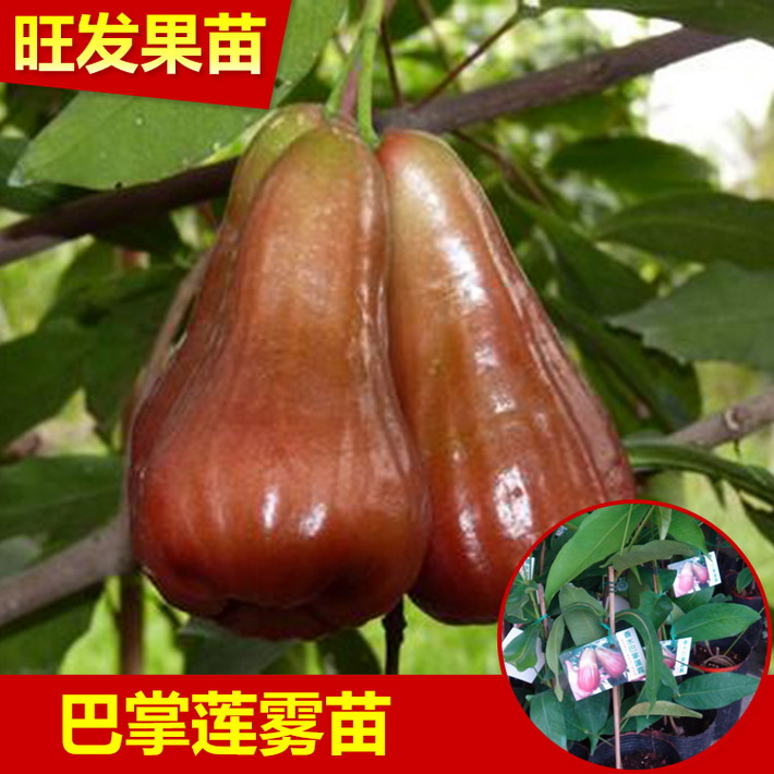 香水巴掌蓮霧嫁接果苗 廣西蓮霧苗品種純正有保證 果大植當年結果