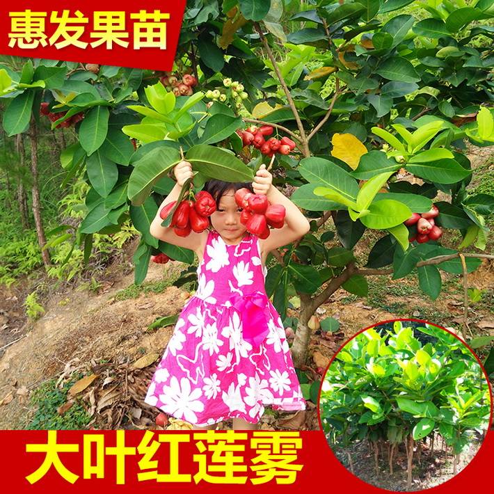 基地直銷泰國紅大葉紅蓮霧嫁接苗 苗木粗壯抗霜耐寒庭院陽臺