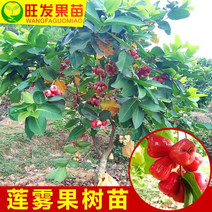 基地直銷泰國紅大葉紅蓮霧嫁接苗 苗木粗壯抗霜耐寒庭院陽臺