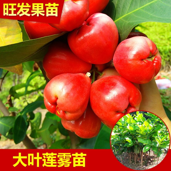 基地直銷泰國紅大葉紅蓮霧嫁接苗 苗木粗壯抗霜耐寒庭院陽臺