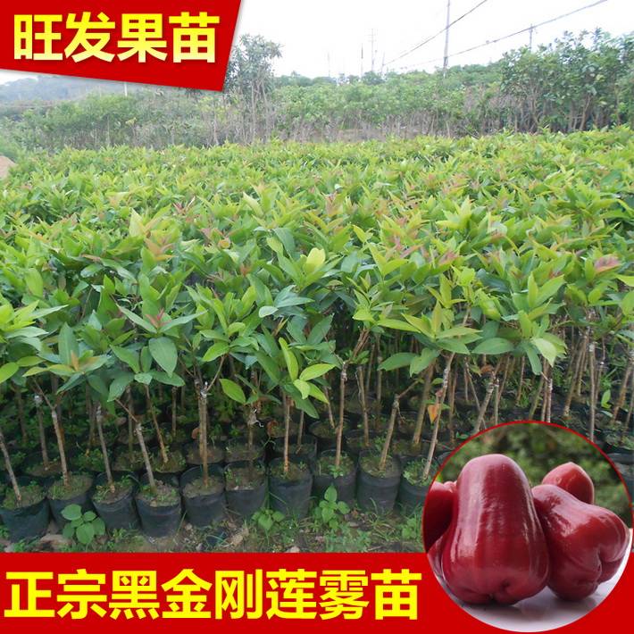 黑金剛蓮霧苗嫁接苗批發(fā) 臺(tái)灣蓮霧果樹苗優(yōu)良新品種