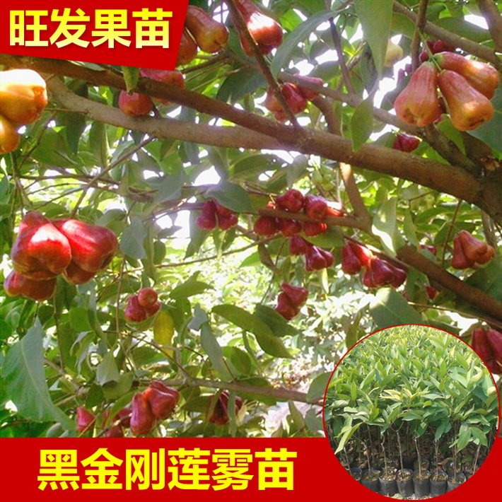 黑金剛蓮霧苗嫁接苗批發(fā) 臺(tái)灣蓮霧果樹苗優(yōu)良新品種