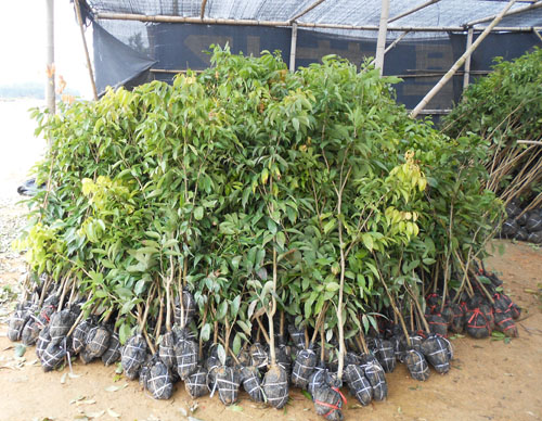 批發荔枝苗直生苗 荔枝實生苗土地賠償征收荔枝苗 荔枝盆栽苗 荔枝營養杯苗