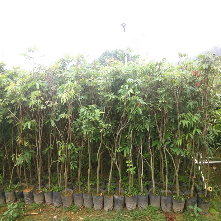 批發荔枝苗直生苗 荔枝實生苗土地賠償征收荔枝苗 荔枝盆栽苗 荔枝營養杯苗