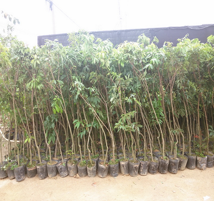 批發荔枝苗直生苗 荔枝實生苗土地賠償征收荔枝苗 荔枝盆栽苗 荔枝營養杯苗