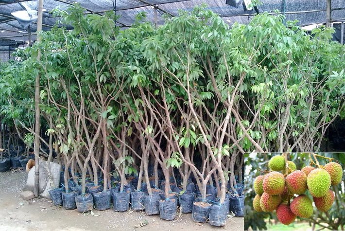 批發荔枝苗直生苗 荔枝實生苗土地賠償征收荔枝苗 荔枝盆栽苗 荔枝營養杯苗