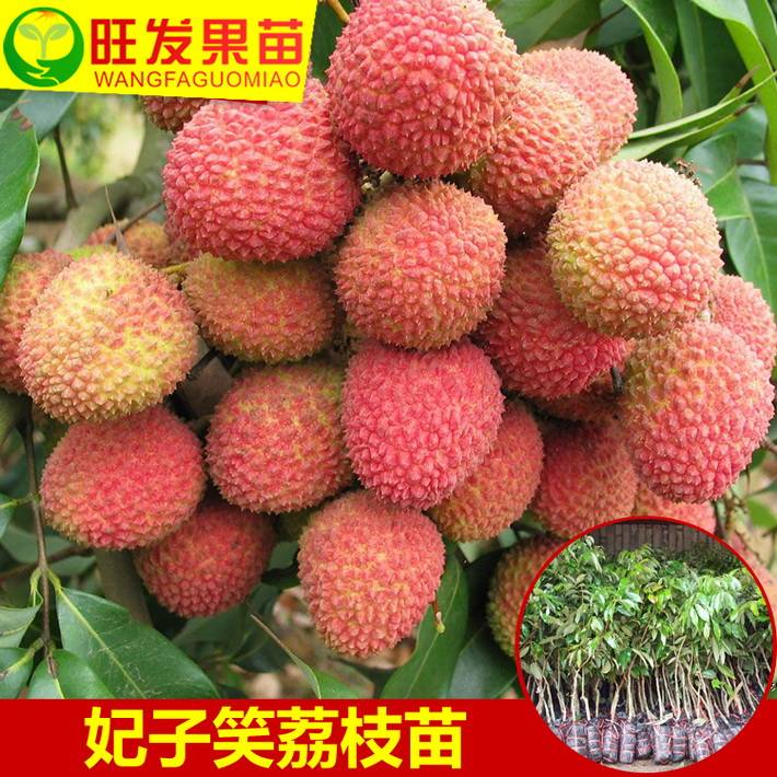 批發優質荔枝苗 妃子笑嫁接果樹苗 肉厚核小產量高南北種植