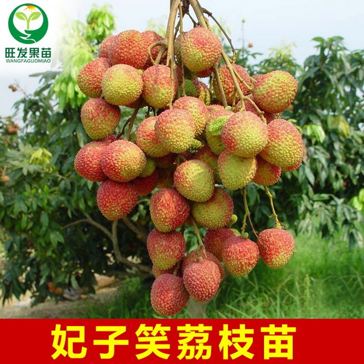 批發優質荔枝苗 妃子笑嫁接果樹苗 肉厚核小產量高南北種植