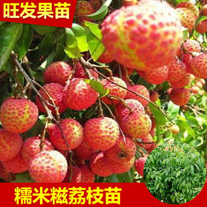 大量供應正宗糯米糍荔枝苗 荔枝苗 核小肉多糯米糍荔枝苗