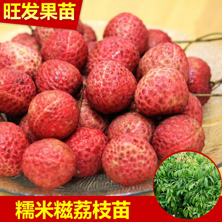 大量供應(yīng)正宗糯米糍荔枝苗 荔枝苗 核小肉多糯米糍荔枝苗
