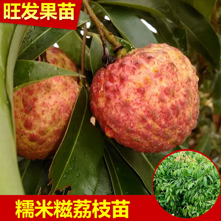 大量供應(yīng)正宗糯米糍荔枝苗 荔枝苗 核小肉多糯米糍荔枝苗