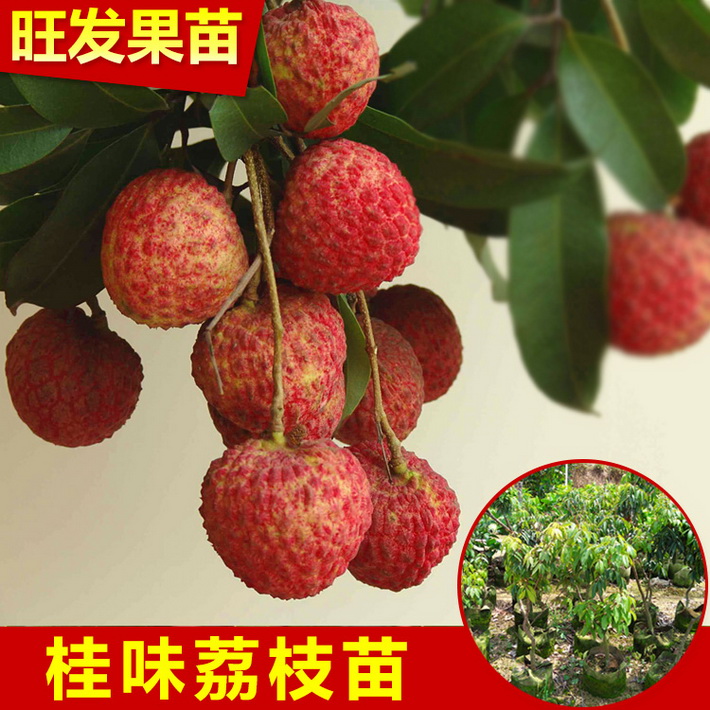大量供應 優質 桂味荔枝苗 白糖罌荔枝苗 大量供應 價格優惠