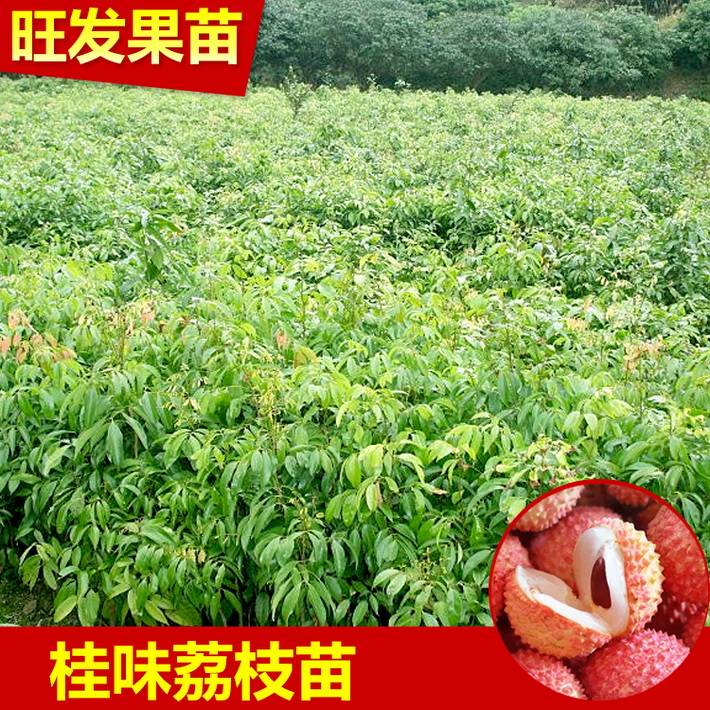 大量供應(yīng) 優(yōu)質(zhì) 桂味荔枝苗 白糖罌荔枝苗 大量供應(yīng) 價格優(yōu)惠