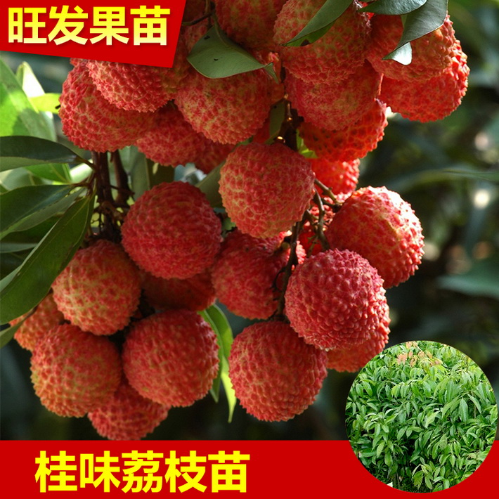 大量供應(yīng) 優(yōu)質(zhì) 桂味荔枝苗 白糖罌荔枝苗 大量供應(yīng) 價格優(yōu)惠