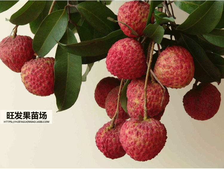 大量供應(yīng) 優(yōu)質(zhì) 桂味荔枝苗 白糖罌荔枝苗 大量供應(yīng) 價格優(yōu)惠