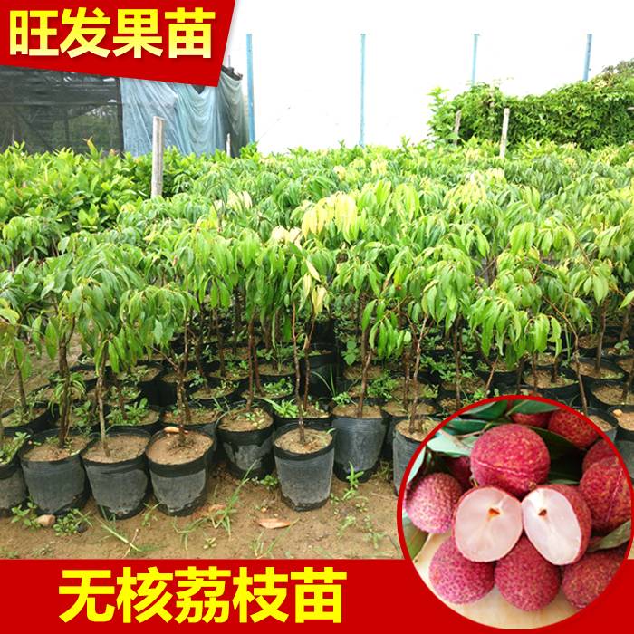 基地批發直銷 無核荔枝苗優質嫁接苗新品種無核荔枝果樹苗