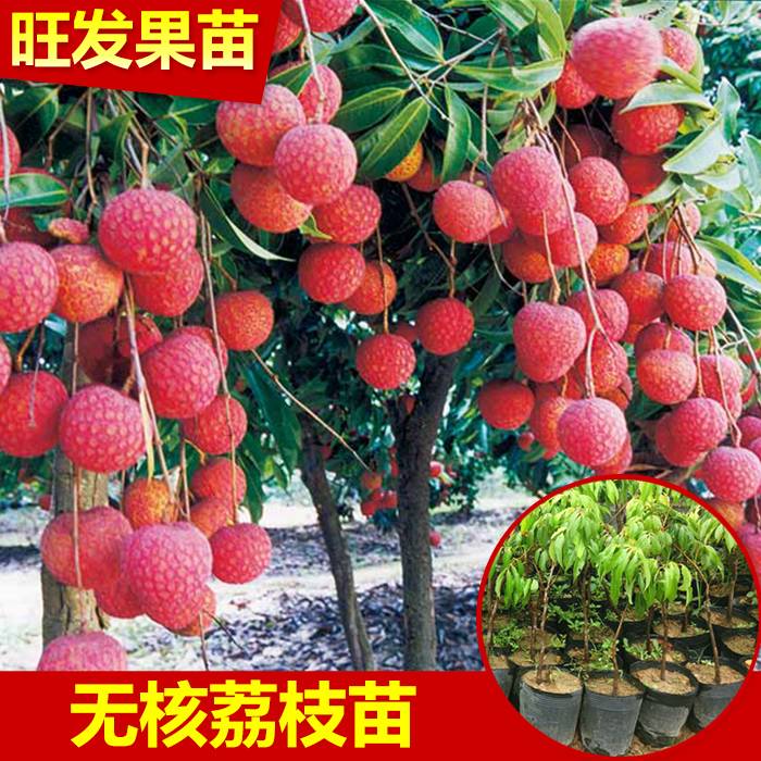 基地批發直銷 無核荔枝苗優質嫁接苗新品種無核荔枝果樹苗