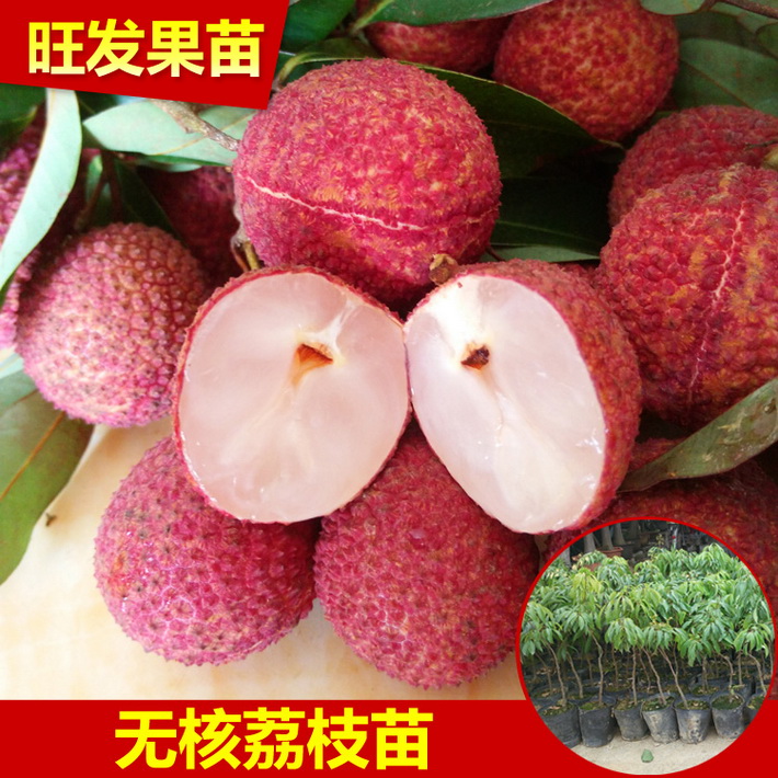 基地批發直銷 無核荔枝苗優質嫁接苗新品種無核荔枝果樹苗