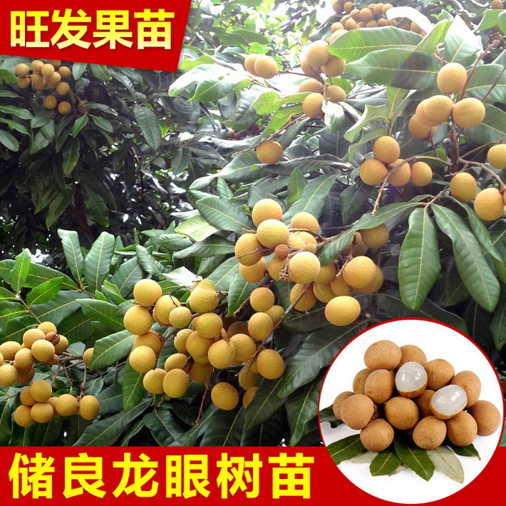 果樹苗正宗儲良龍眼苗 龍眼俗稱桂圓嫁接苗可盆栽地栽庭院植物