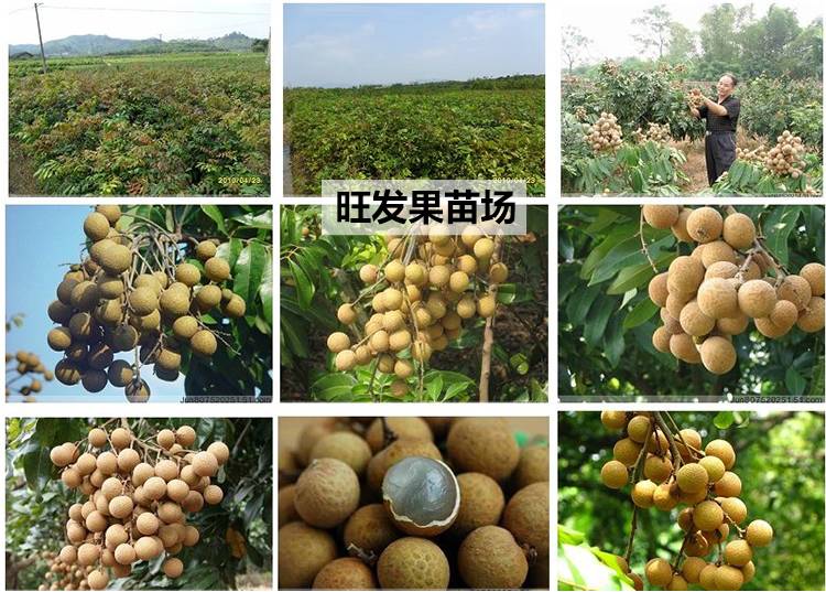 果樹苗正宗儲良龍眼苗 龍眼俗稱桂圓嫁接苗可盆栽地栽庭院植物