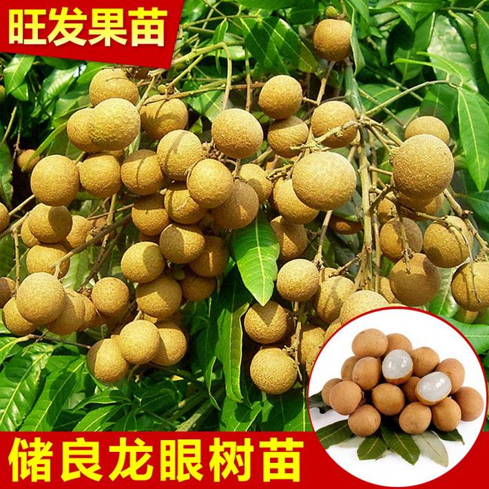 果樹苗正宗儲良龍眼苗 龍眼俗稱桂圓嫁接苗可盆栽地栽庭院植物