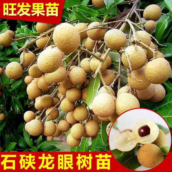 石硤龍眼果樹苗 桂圓嫁接樹苗 果肉白色透明汁多味甜品種規格齊全量大價優